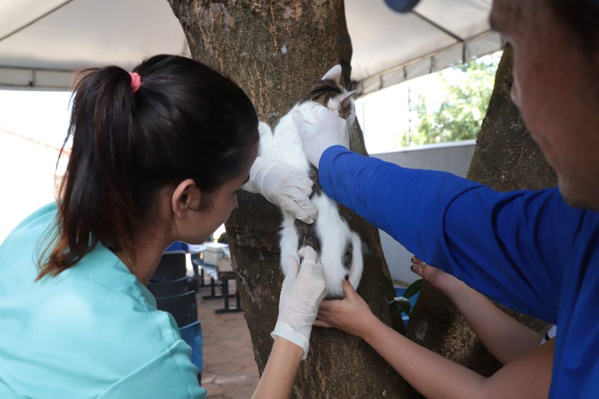 prefeitura-reforca-a-necessidade-de-vacinacao-contra-a-raiva-em-caes-e-gatos