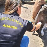 adapec-realiza-monitoramento-sorologico-de-peste-suina-classica-em-55-municipios-do-tocantins