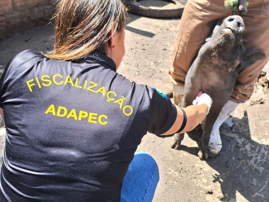 adapec-realiza-monitoramento-sorologico-de-peste-suina-classica-em-55-municipios-do-tocantins