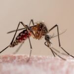 dengue:-cientistas-criam-armadilha-eficaz-para-mosquito-aedes-aegypti