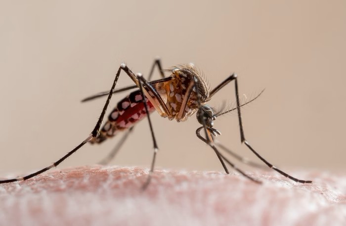 dengue:-cientistas-criam-armadilha-eficaz-para-mosquito-aedes-aegypti