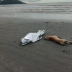 cachorro-permanece-ao-lado-do-corpo-de-tutor-morto-afogado-em-praia-de-sc