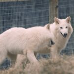 ‘desextincao’?-entenda-caso-da-empresa-que-diz-ter-dado-vida-a-especie-de-lobo-que-viveu-na-era-do-gelo