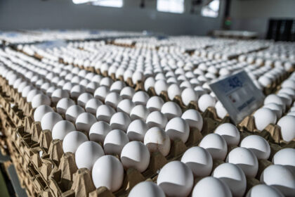 exportacoes-brasileiras-de-ovos-crescem-271%-em-abril-com-gripe-aviaria-nos-eua