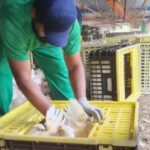 jbs-e-autuada-por-trabalho-analogo-ao-escravo-na-producao-de-frango-no-rs