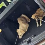 casal-e-indiciado-por-maus-tratos-no-to-e-um-animal-e-morto