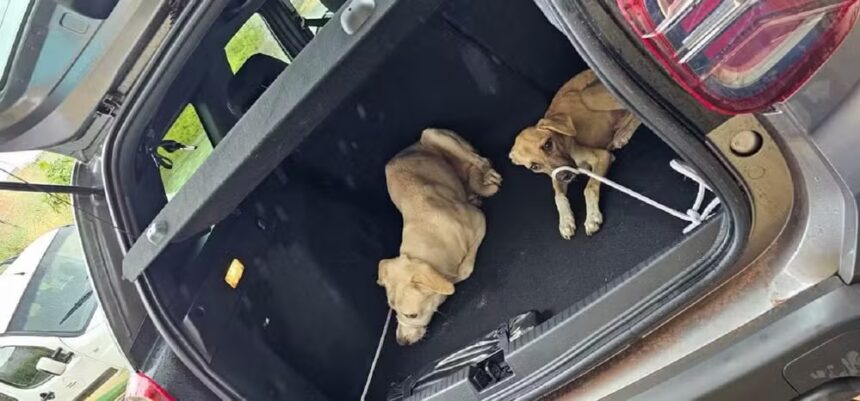 casal-e-indiciado-por-maus-tratos-no-to-e-um-animal-e-morto