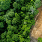 coalizao vozes-do-tocantins alerta-sobre-riscos-de-pl-da-devastacao-acelerar-crise-ambiental-e-conflitos-hidricos-no-estado 