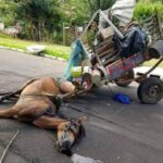 vereador-diego-da-apaa-(mdb)-apresenta-projeto-de-lei-para-proibir-animais-de-tracao-em-araguaina