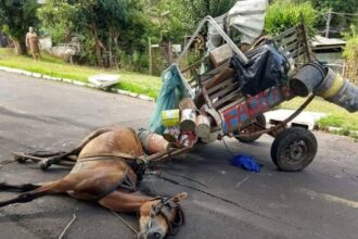 vereador-diego-da-apaa-(mdb)-apresenta-projeto-de-lei-para-proibir-animais-de-tracao-em-araguaina