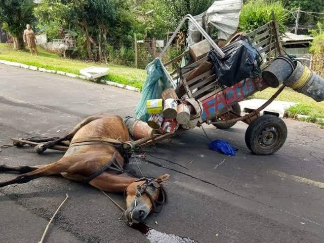 vereador-diego-da-apaa-(mdb)-apresenta-projeto-de-lei-para-proibir-animais-de-tracao-em-araguaina