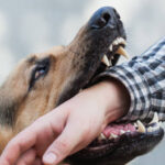 dono-de-cachorro-e-denunciado-por-omissao-apos-crianca-ser-atacada pelo-animal e-ficar-gravemente-ferida