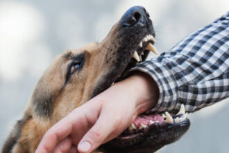 dono-de-cachorro-e-denunciado-por-omissao-apos-crianca-ser-atacada pelo-animal e-ficar-gravemente-ferida