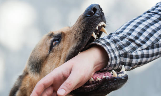 dono-de-cachorro-e-denunciado-por-omissao-apos-crianca-ser-atacada pelo-animal e-ficar-gravemente-ferida