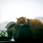 frio-intenso-aumenta-riscos-para-caes-e-gatos-no-brasil