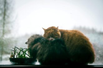 frio-intenso-aumenta-riscos-para-caes-e-gatos-no-brasil