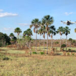 governo-realiza-georreferenciamento-de-campos-de-capim-dourado-do-territorio-kraho