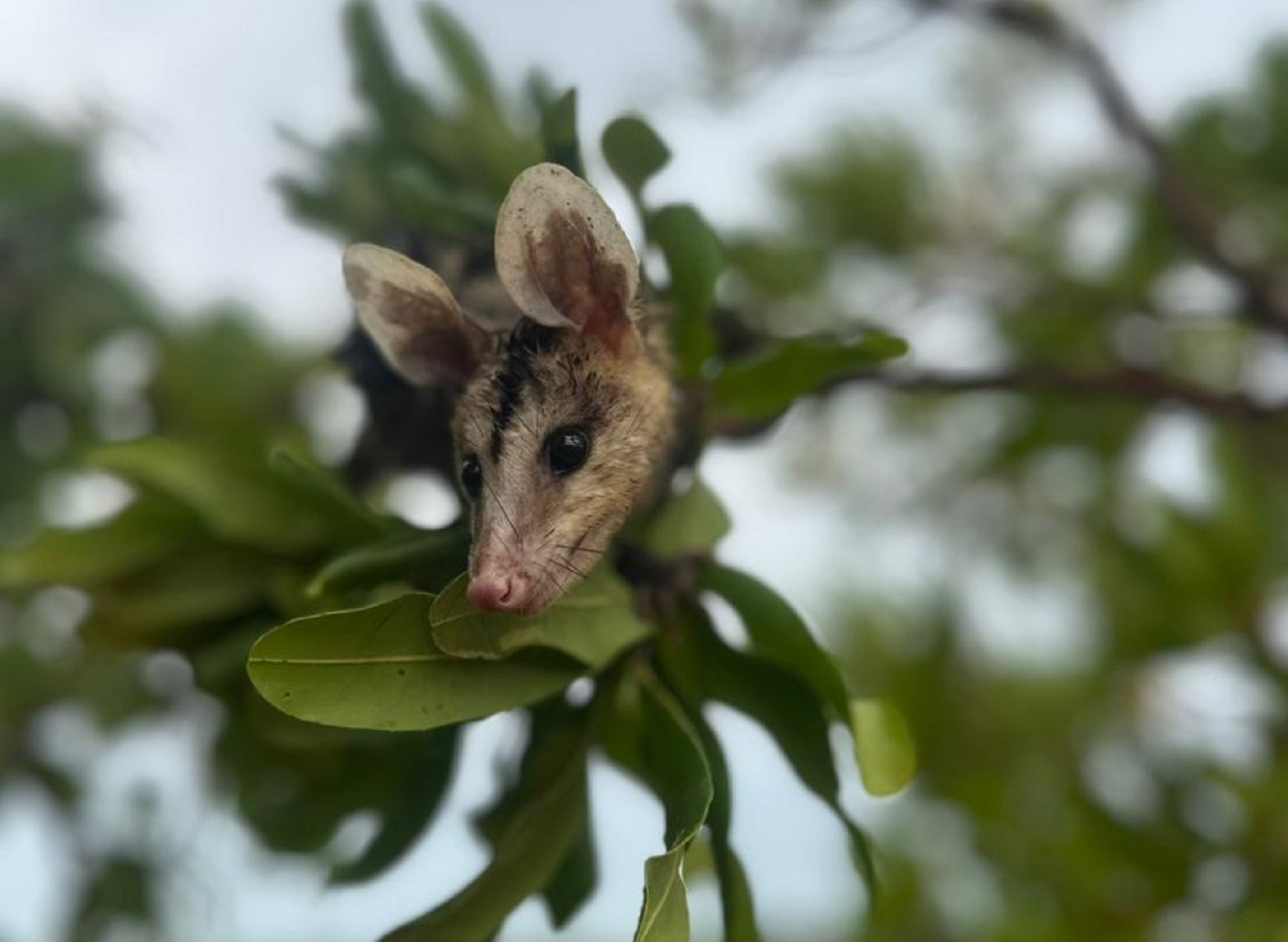 temporada-das-mucuras:-conheca-animal-que-aparece-em-areas-urbanas-durante-periodo-chuvoso-no-tocantins