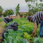sancionada-lei-que-amplia-acesso-de-agricultores-familiares-ao-garantia-safra