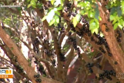 com-inicio-da-colheita,-pomares-de-jabuticaba-estao-abertos-para-visitacao-em-taquarucu