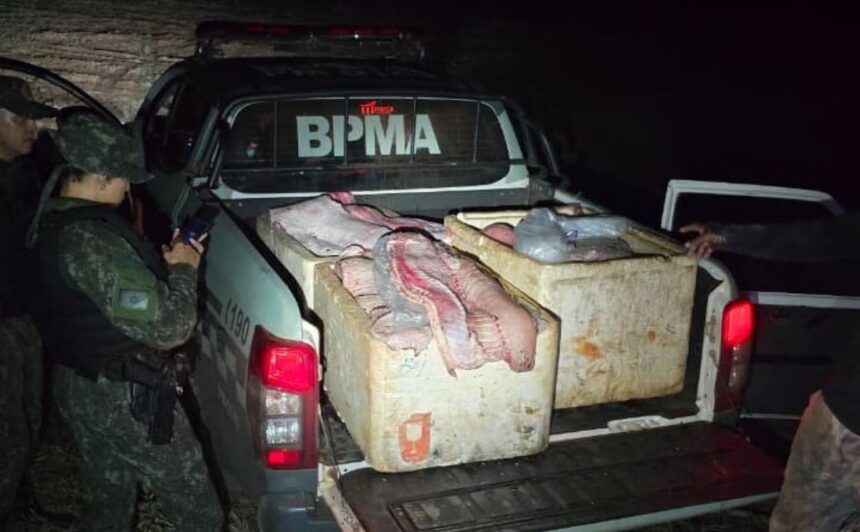 quase-350-kg-de-pirarucu-sao-flagrados-com-homens-perto-de-reserva-indigena-no-tocantins