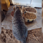 servidor-recorre-a-justica-para-poder-alimentar-animais-de-rua-em-secretaria-apos-prefeitura-proibir