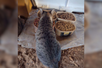 servidor-recorre-a-justica-para-poder-alimentar-animais-de-rua-em-secretaria-apos-prefeitura-proibir