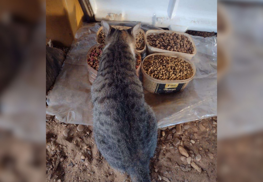 servidor-recorre-a-justica-para-poder-alimentar-animais-de-rua-em-secretaria-apos-prefeitura-proibir