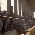 videos:-jornal-anhanguera-2a-edicao-to-de-sabado,-15-de-novembro-de-2025