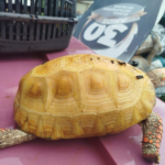 jabuti-albino-raro-e-encontrado-em-parque-de-palmas-e-enviado-para-pesquisas-em-zoologico-de-brasilia