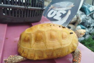 jabuti-albino-raro-e-encontrado-em-parque-de-palmas-e-enviado-para-pesquisas-em-zoologico-de-brasilia