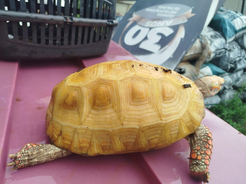 jabuti-albino-raro-e-encontrado-em-parque-de-palmas-e-enviado-para-pesquisas-em-zoologico-de-brasilia