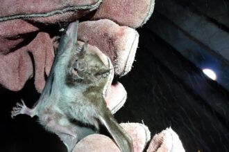 apos-ataques-a-suinos-e-aves,-agencia-de-defesa-faz-controle-de-morcegos-no-tocantins