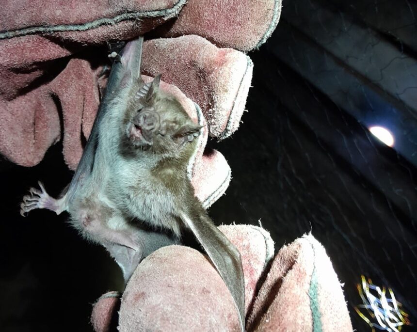 apos-ataques-a-suinos-e-aves,-agencia-de-defesa-faz-controle-de-morcegos-no-tocantins