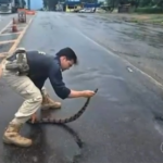 mais-de-700-animais-foram-atropelados-em-rodovias-federais-do-tocantins-nos-ultimos-cinco-anos,-diz-prf