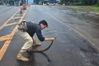 mais-de-700-animais-foram-atropelados-em-rodovias-federais-do-tocantins-nos-ultimos-cinco-anos,-diz-prf
