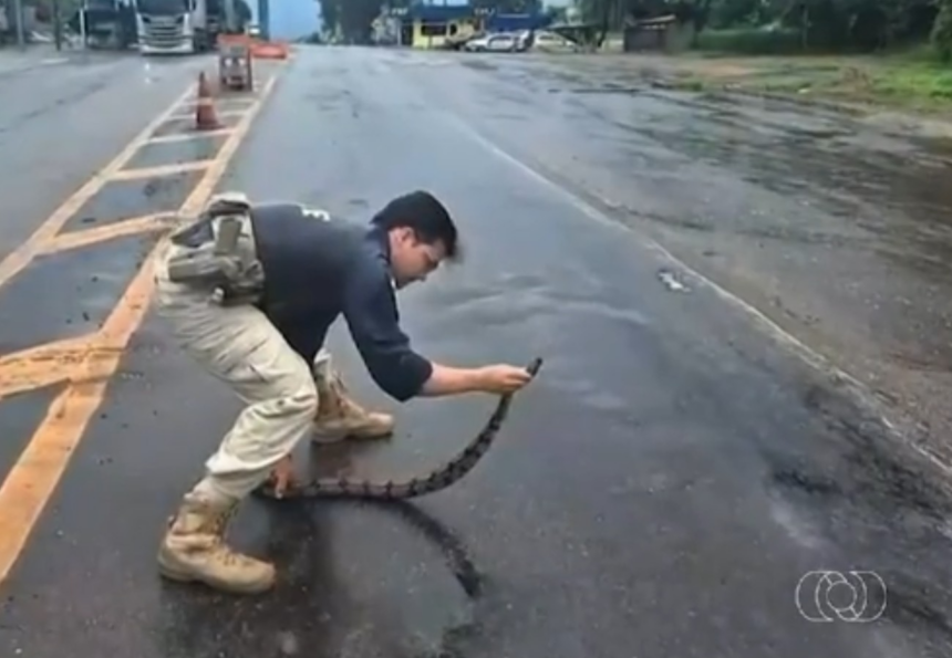 mais-de-700-animais-foram-atropelados-em-rodovias-federais-do-tocantins-nos-ultimos-cinco-anos,-diz-prf