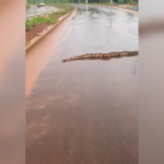 video:-cobra-surpreende-moradores-ao-atravessar-rua-em-araguaina