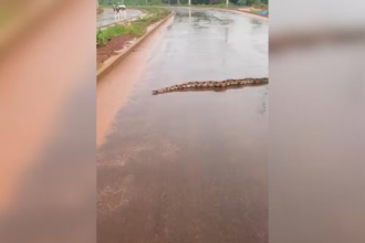 video:-cobra-surpreende-moradores-ao-atravessar-rua-em-araguaina