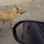 “gangue”-de-caramelos-adota-familia-na-prainha-de-porto-nacional-e-rouba-a-cena;-video