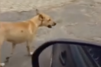 “gangue”-de-caramelos-adota-familia-na-prainha-de-porto-nacional-e-rouba-a-cena;-video