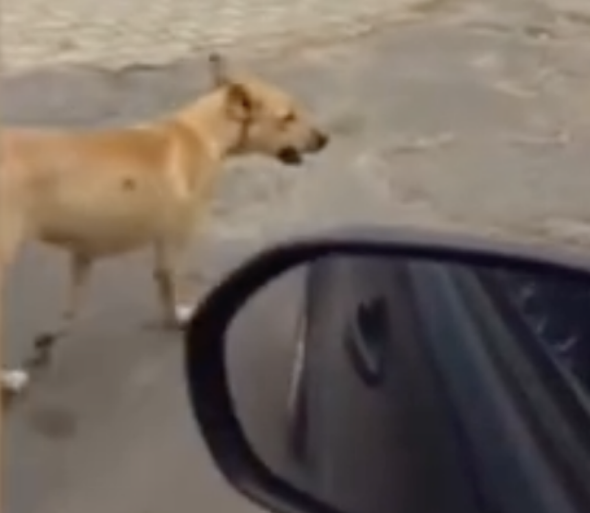 “gangue”-de-caramelos-adota-familia-na-prainha-de-porto-nacional-e-rouba-a-cena;-video