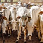 gerente-de-fazenda-castra-rebanho-de-gado-do-vizinho-sem-permissao-e-causa-prejuizo-de-r$-70-mil,-diz-policia