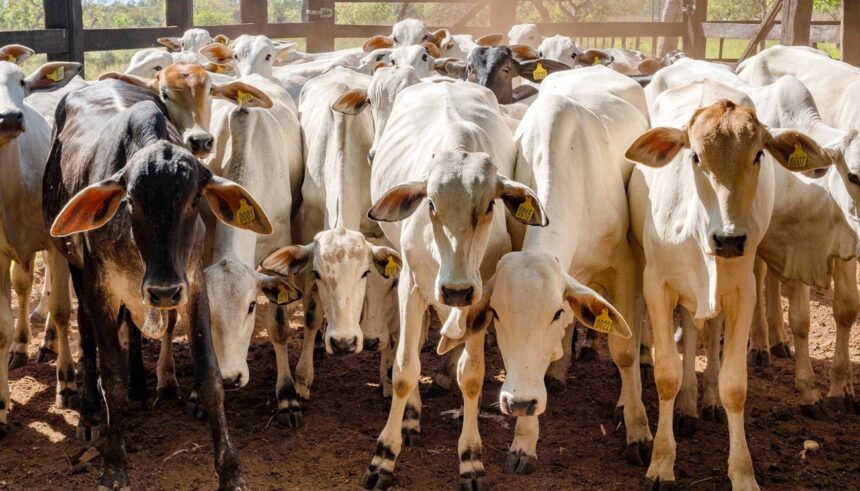 gerente-de-fazenda-castra-rebanho-de-gado-do-vizinho-sem-permissao-e-causa-prejuizo-de-r$-70-mil,-diz-policia