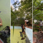 jovens-resgatam-caes-que-cairam-em-piscina-cheia-de-lodo-em-clube-abandonado-de-paraiso-do-tocantins;-video