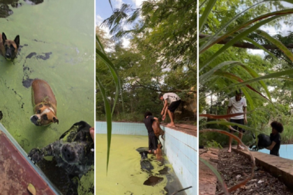 jovens-resgatam-caes-que-cairam-em-piscina-cheia-de-lodo-em-clube-abandonado-de-paraiso-do-tocantins;-video