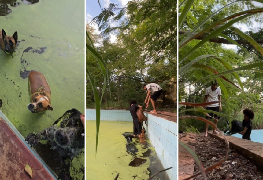 jovens-resgatam-caes-que-cairam-em-piscina-cheia-de-lodo-em-clube-abandonado-de-paraiso-do-tocantins;-video