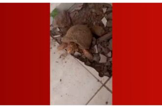bombou-no-g1:-mulher-encontra-jabuti-vivo-embaixo-do-piso-10-anos-apos-reformar-casa