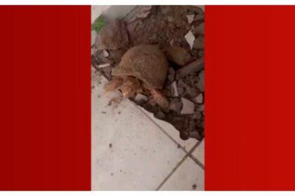 bombou-no-g1:-mulher-encontra-jabuti-vivo-embaixo-do-piso-10-anos-apos-reformar-casa