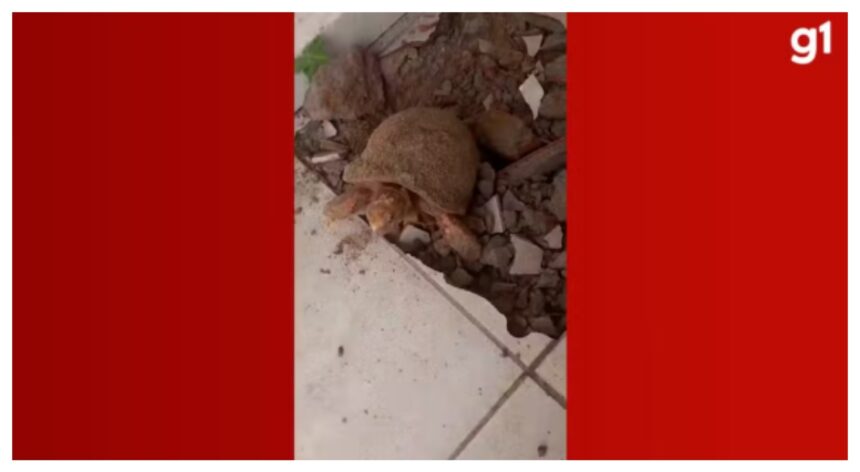 bombou-no-g1:-mulher-encontra-jabuti-vivo-embaixo-do-piso-10-anos-apos-reformar-casa